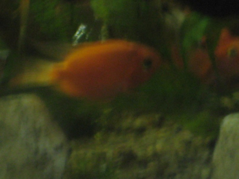 Лариса Смирнова | Дзержинск