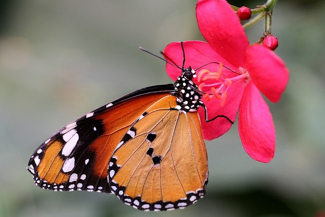 Александра Папанова | Омск
