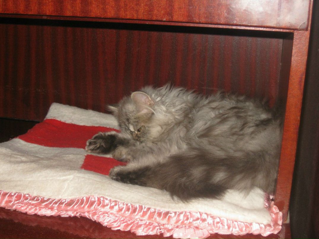 Александр Секисов | Санкт-Петербург