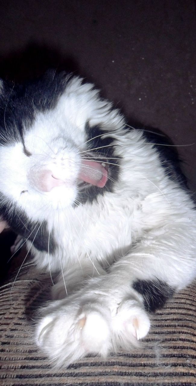 Михаил Мяукин †Kosh† | Екатеринбург