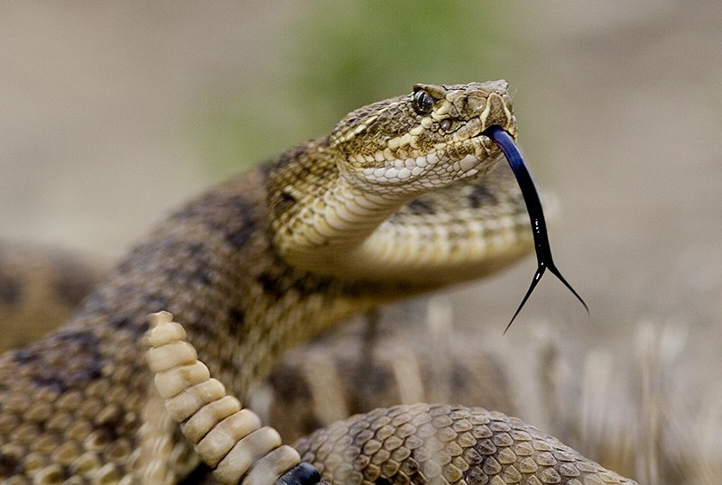 Евгений Чернобай | Обухов