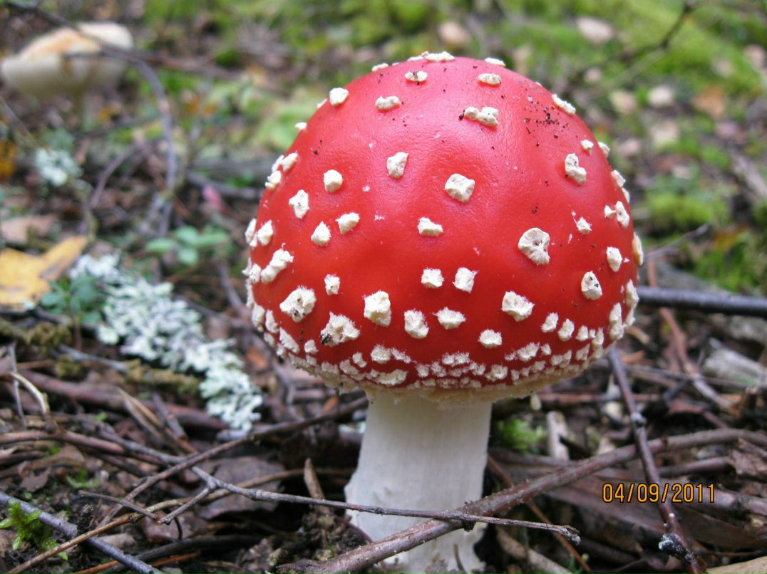 Елена Семянкова | Западная Двина