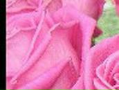 Аня Кротова | Архангельск