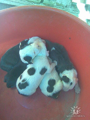 Վահան Zakaryan | Москва