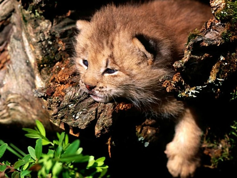 Андрей Николаевич | Кандалакша