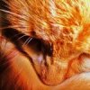 Аватар: Софочка Исаевна