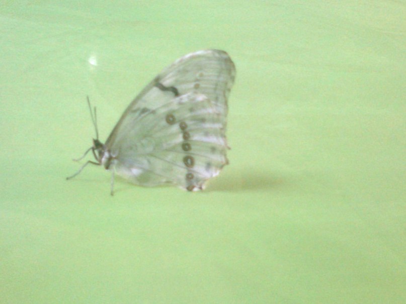 Алла Аракелова | Ессентуки