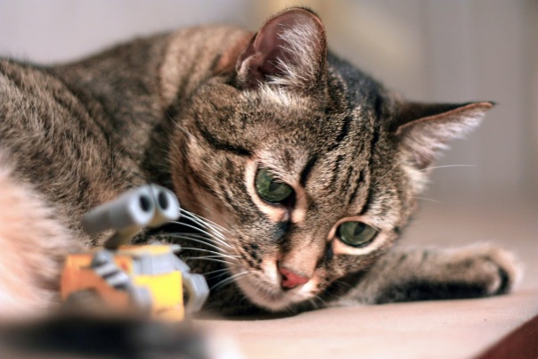 какие еще есть коты тима. кот тима. картинка котика тима. кот тима. кот тима.