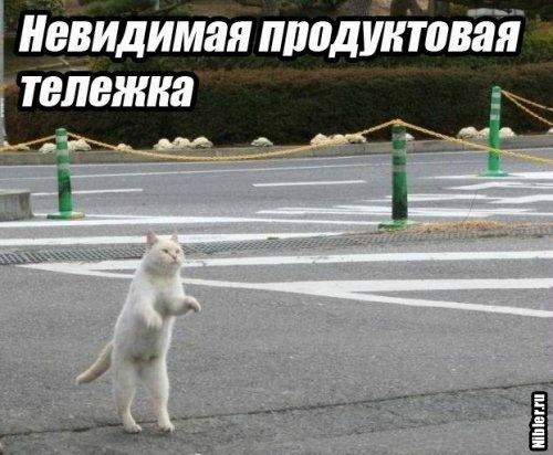 №8, Алёнка Гурин, Чернигов №8, Алёнка Гурин, Чернигов