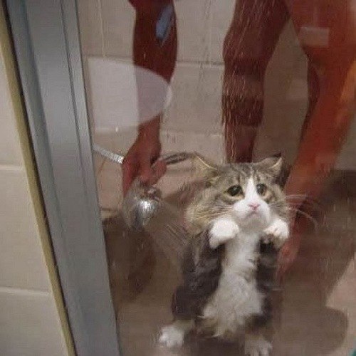 №110, Максим Прочан №110, Максим Прочан