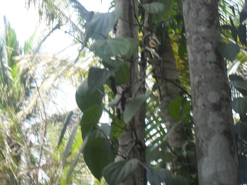 Алла Корнева | Нижний Новгород