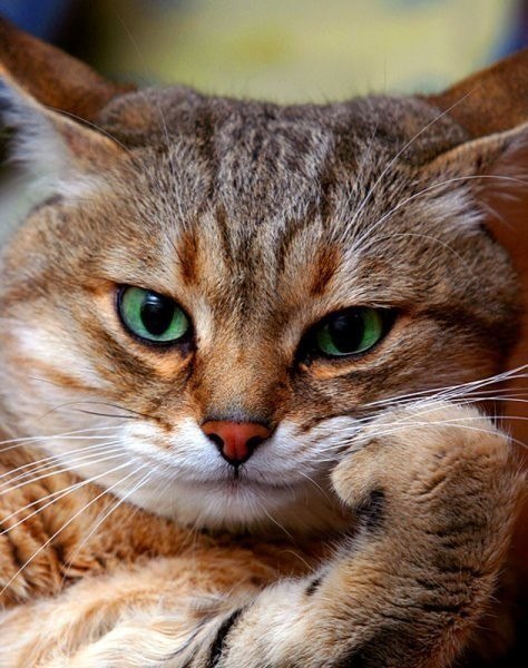 Галина Александрова | Ленинск-Кузнецкий