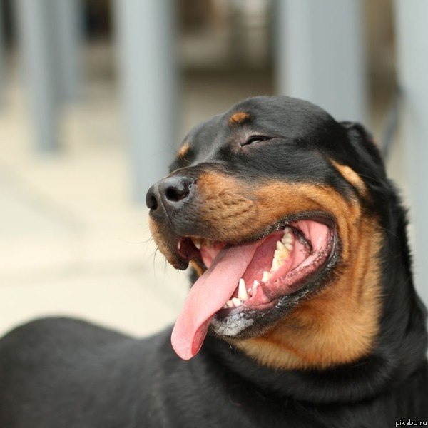 Алексей Михайлович | 