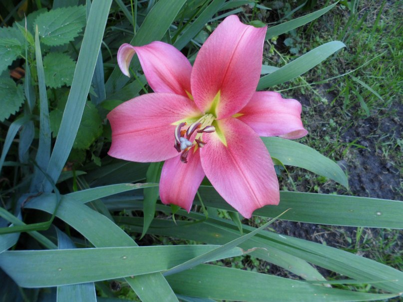 Вера Котова Николаевна | Ярославль