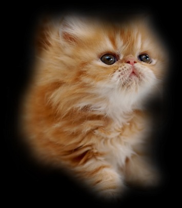 №6, Раечка Ангел, Сыктывкар №6, Раечка Ангел, Сыктывкар