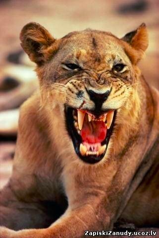 Надежда Криворотова | Сладкая Балка