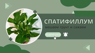 САЖАЕМ ЖЕНСКОЕ СЧАСТЬЕ !