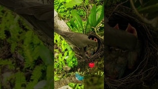 scenic 🐦 lovely birds #birds #nature #scenicspot #beautifulbirds