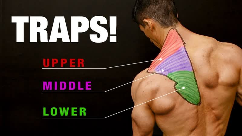 All About Traps ( COMPLETE GROWTH GUIDE