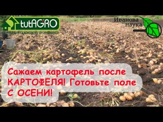 КАК САЖАТЬ КАРТОФЕЛЬ ПОСЛЕ КАРТОФЕЛЯ Только при выполнении этих условий! Начните готовиться осенью!