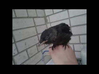 Первый день птенца галки  в доме