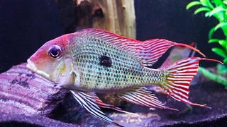 Geophagus tapajos Breeding and Care