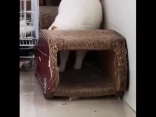 Даже очень грациозно