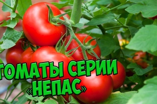 Семена томатов 🍅 Непасынкующиеся томаты серии НЕПАС 🍅 Агрофирма СЕДЕК
