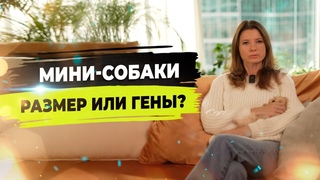 Как получаются мини собачки Почему микро больны