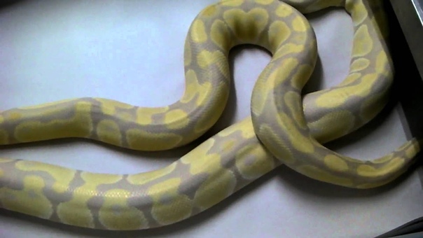 Lavender Albino Ball
