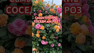 НЕЛЬЗЯ сажать розы рядом с ними