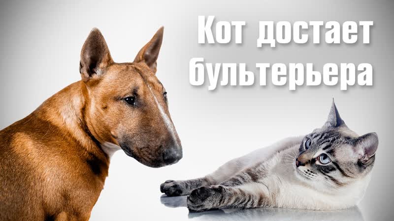 Кот достает бультерьера ) Минибуль Данчик и кот
