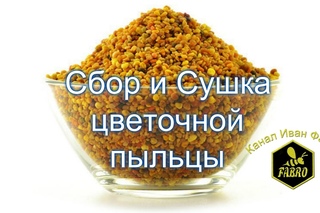 Сбор и сушка цветочной пыльцы