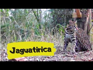 Jaguatirica / Leopardus pardalis - Observando a mata  #nature #wildlife #faunabrasileira