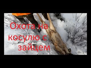 Охота на косулю с Зайцем