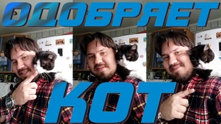 Кот одобряет!  #Shorts  Кот стримера №5 Streamers cat