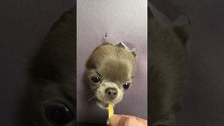 Drawing the most realistic picture(check description)#pets #cutedog #chihuahua #shorts