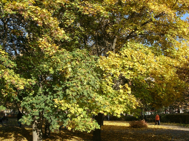 Ольга Трудкова | Санкт-Петербург