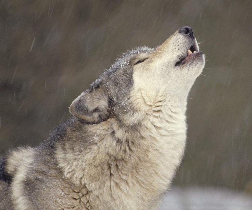 Сергей Головизнин | Тюмень