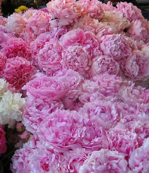 Александра Александрова | Днепр (Днепропетровск)