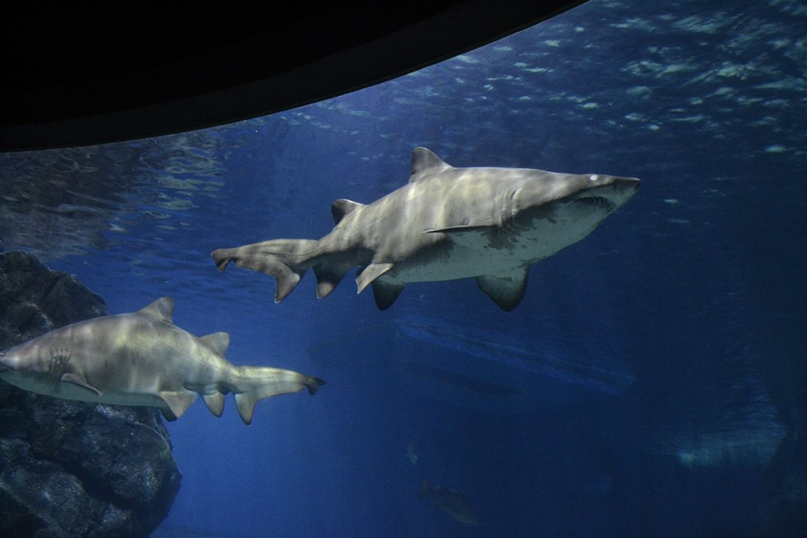 Александр Мишкин |