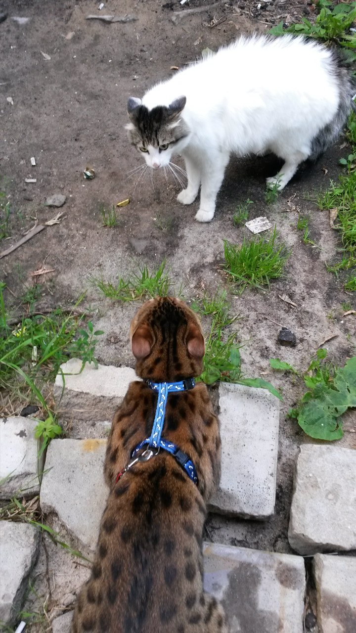 Михаил Крюков | Ярославль