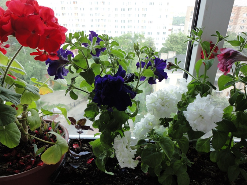 Елена Шилина | Курск