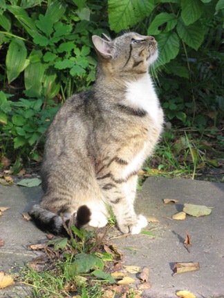 Анна Чеботкевич | Санкт-Петербург