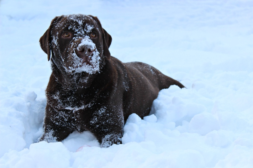 Саша Фесенко |