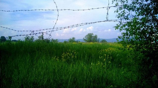 Дмитрий Комаров | Зеленогорск