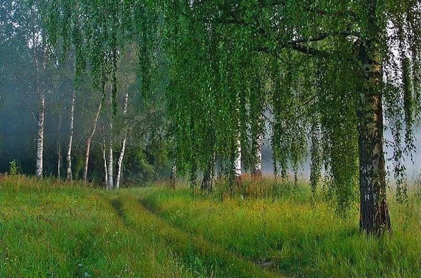 Березы