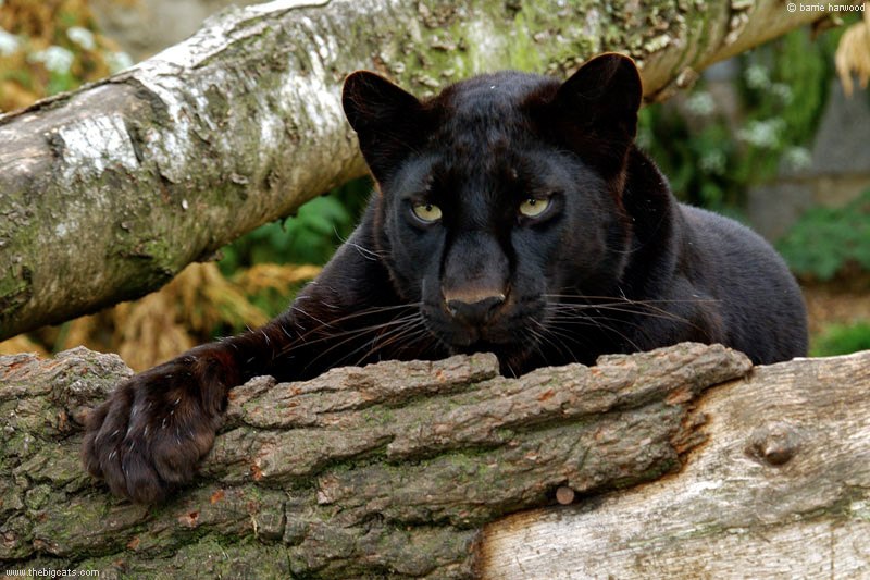 Катя Дёмина | Луцк