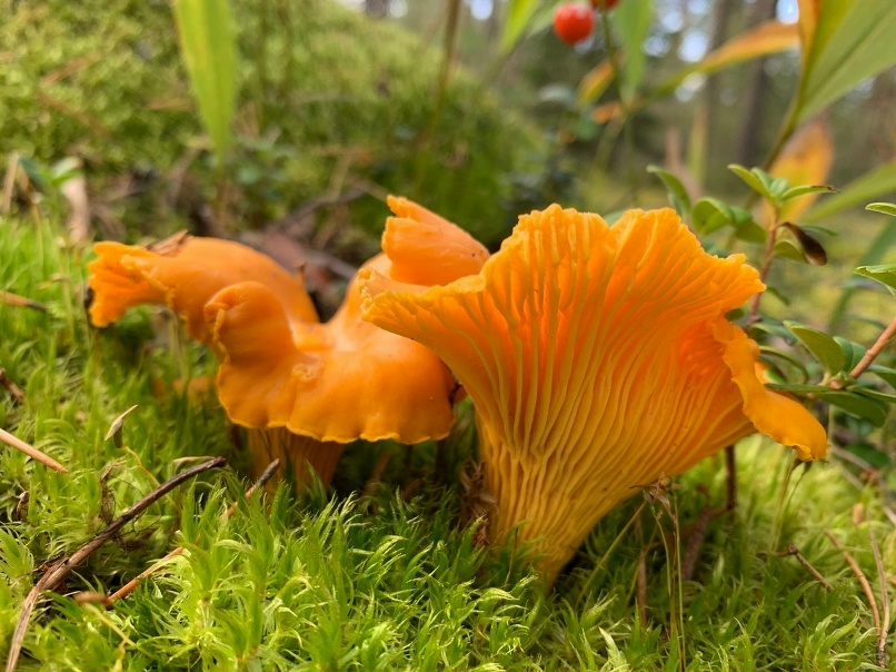 Как выглядит гриб лисенок Как выглядит гриб лисенок