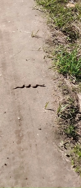 По дороге на плотину. Будьте осторожнее 🐍